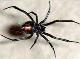 BlackWidow