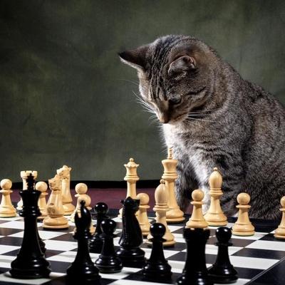 Evgeniy Chessplayer