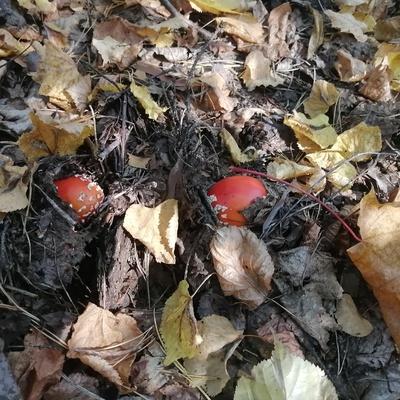 Антон Хебень
